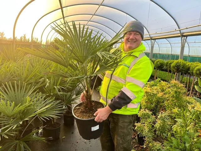 Trachycarpus Fortunei 18 Litre Pot