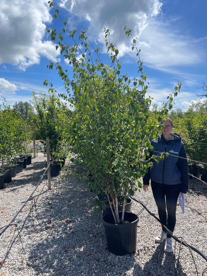 Betula Utilis Multi Stem 250/300cm 55 Litre Pot