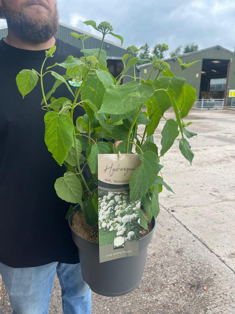 Hydrangea arborescens Annabelle 5 Litre Pot