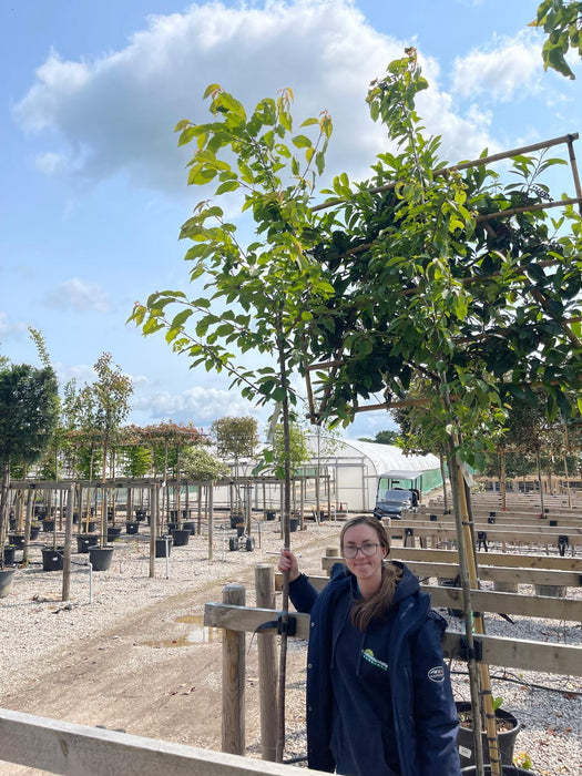 Prunus Avium Plena Standard 6-8 cm Girth Rootballed
