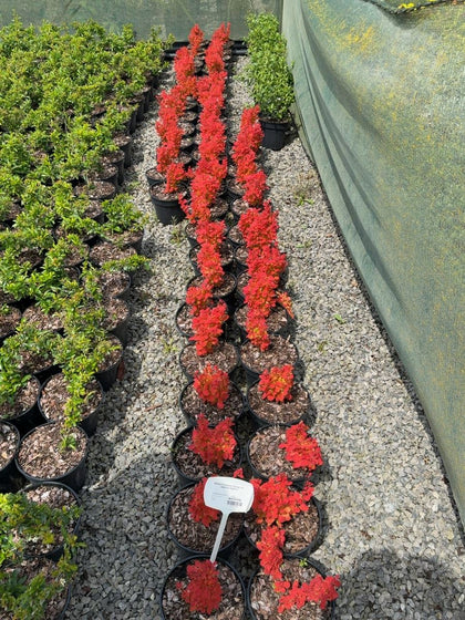 Berberis thunbergii 'Orange Ice' - Japanese Barberry 3 Litre Pot
