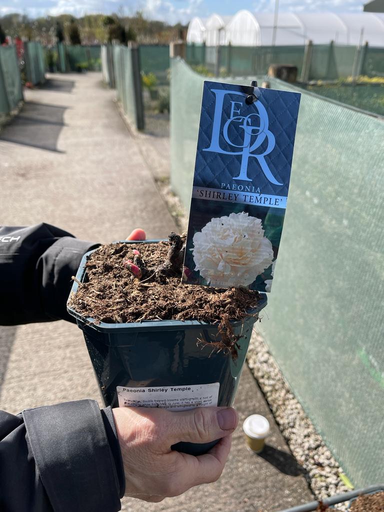 Paeonia Shirley Temple 2 Litre Pot