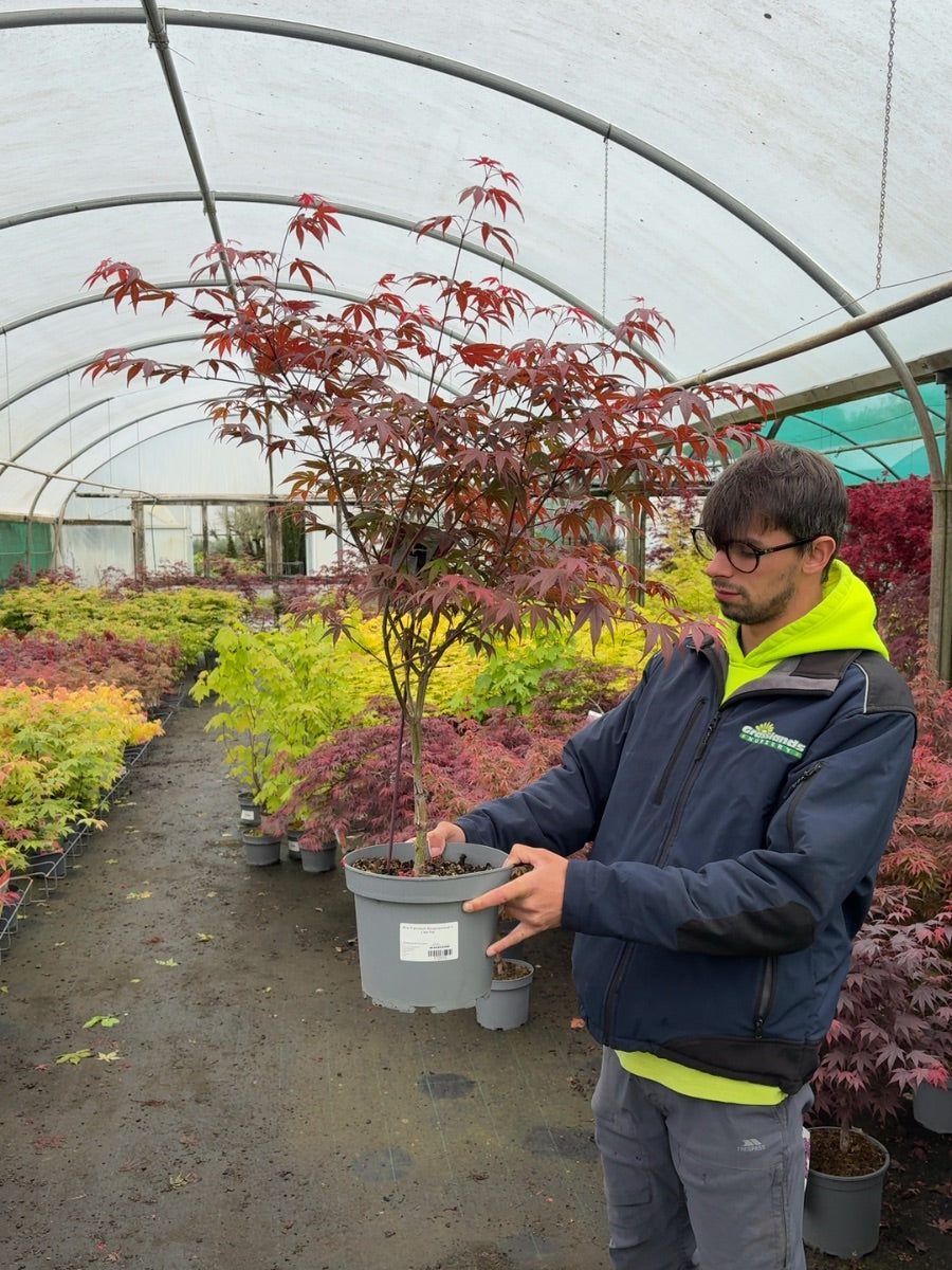 Acer Palmatum Atropurpureum 5 Litre Pot