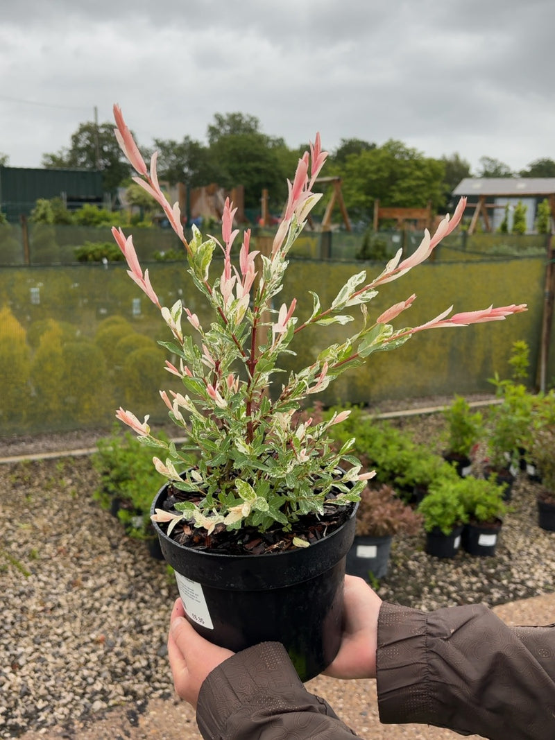 Salix integra 'Hakuro Nishiki' - Dappled Willow 3 Litre Pot