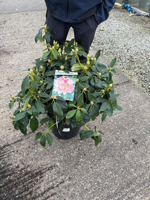 Rhododendron Yak. Percy Wiseman 30 Litre Pot