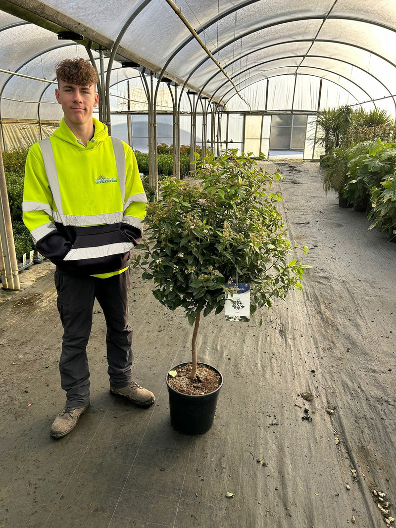 Viburnum Tinus Spirit 1/4 Standard 15 Litre Pot