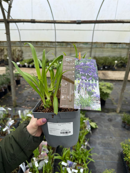 Agapanthus Ever Sapphire 2 Litre Pot