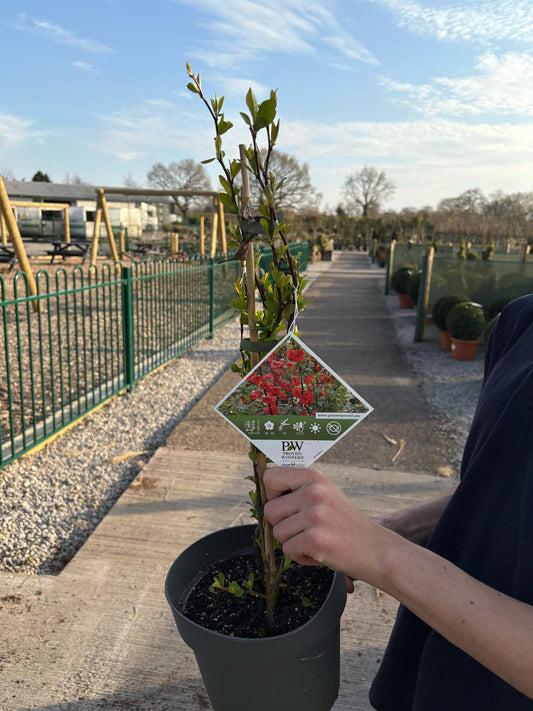 Chaenomeles speciosa Mango Storm 4 Litre Pot 40/60cm