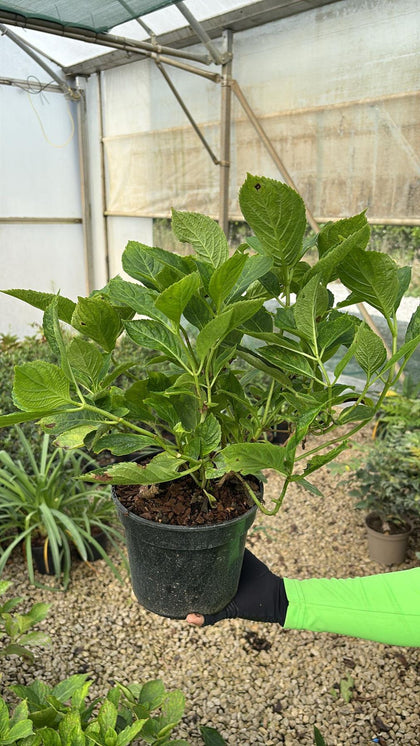 Hydrangea Macro. Mathilde Gutges 3 Litre Pot