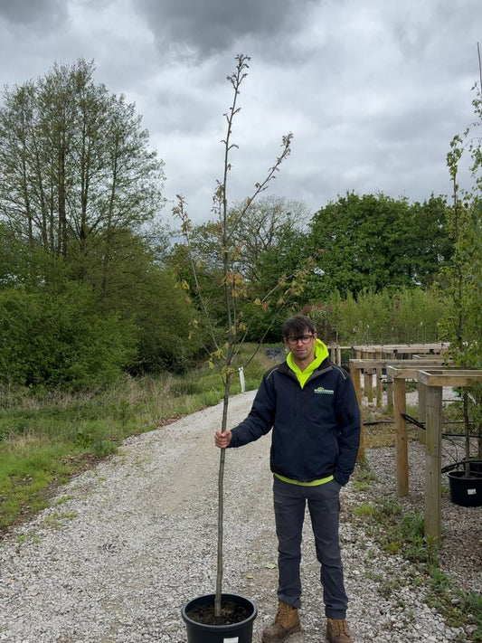 Quercus Rubra Standard 6-8cm Girth