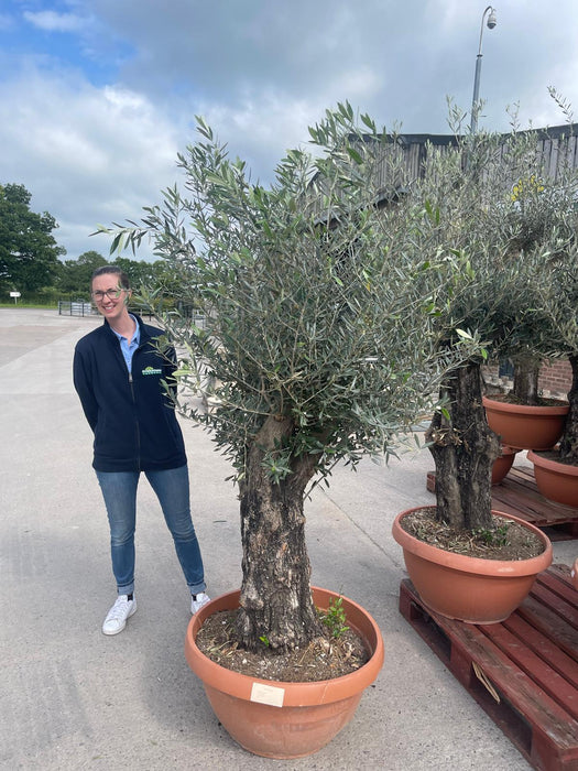 Olea Europea Gnarled Specimen Olive Tree
