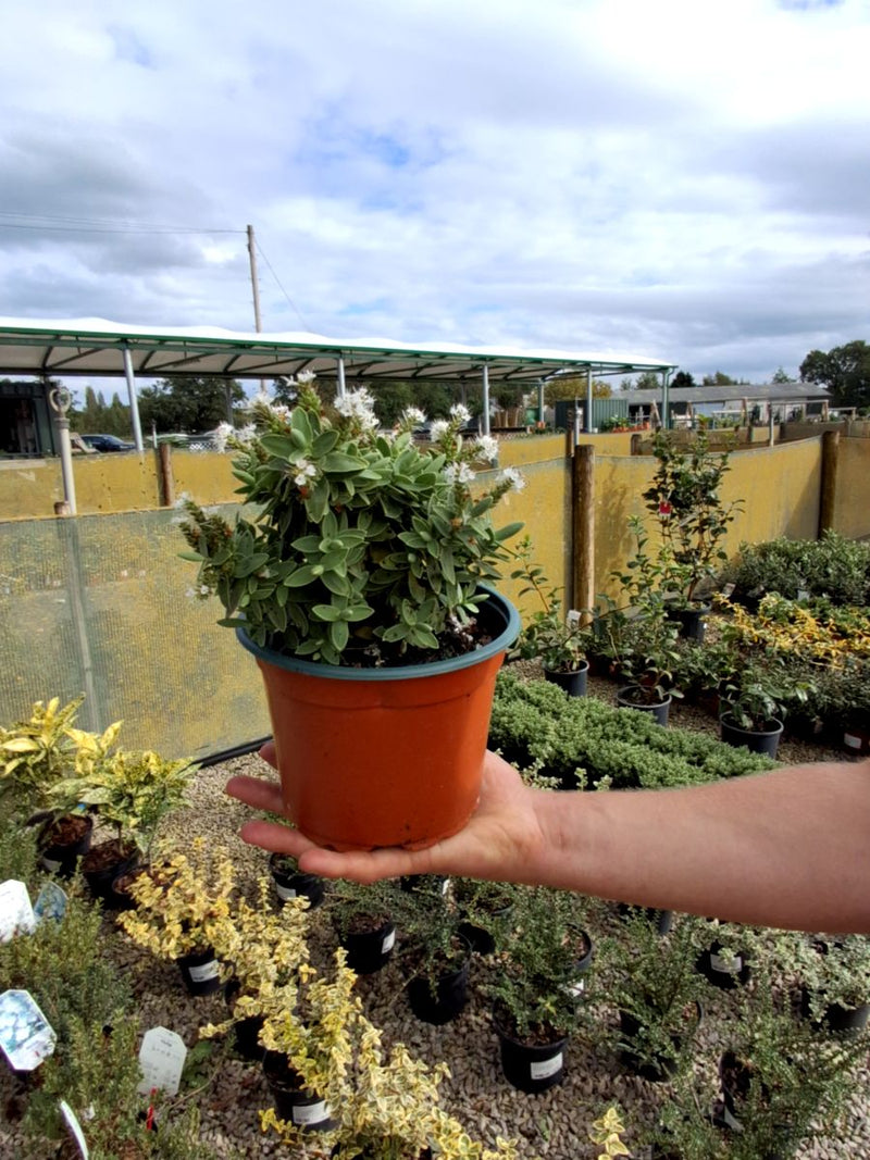 Hebe Albicans 2 Litre Pot