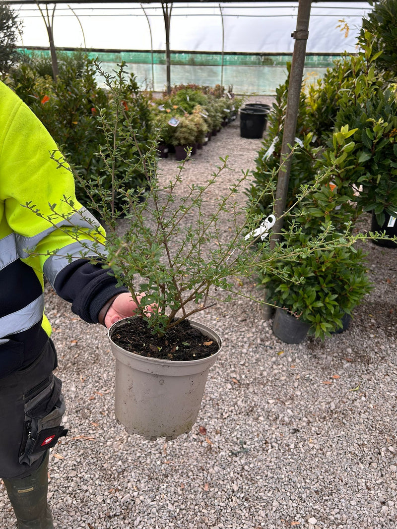 Ceanothus Italian Skies 2 Litre Pot