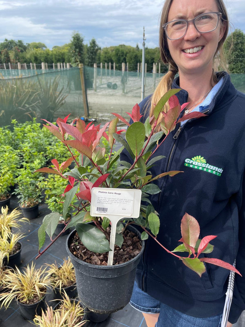 Photinia Carre Rouge 3 Litre pot