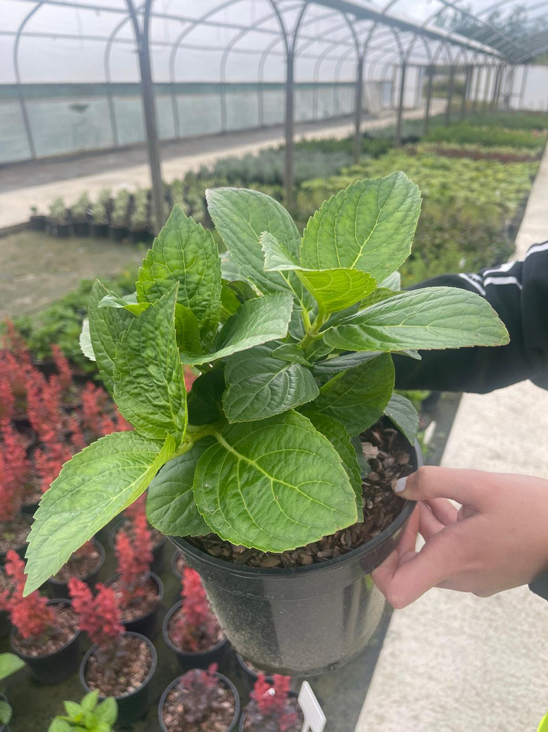 Hydrangea Mac. Shakira 3 Litre Pot