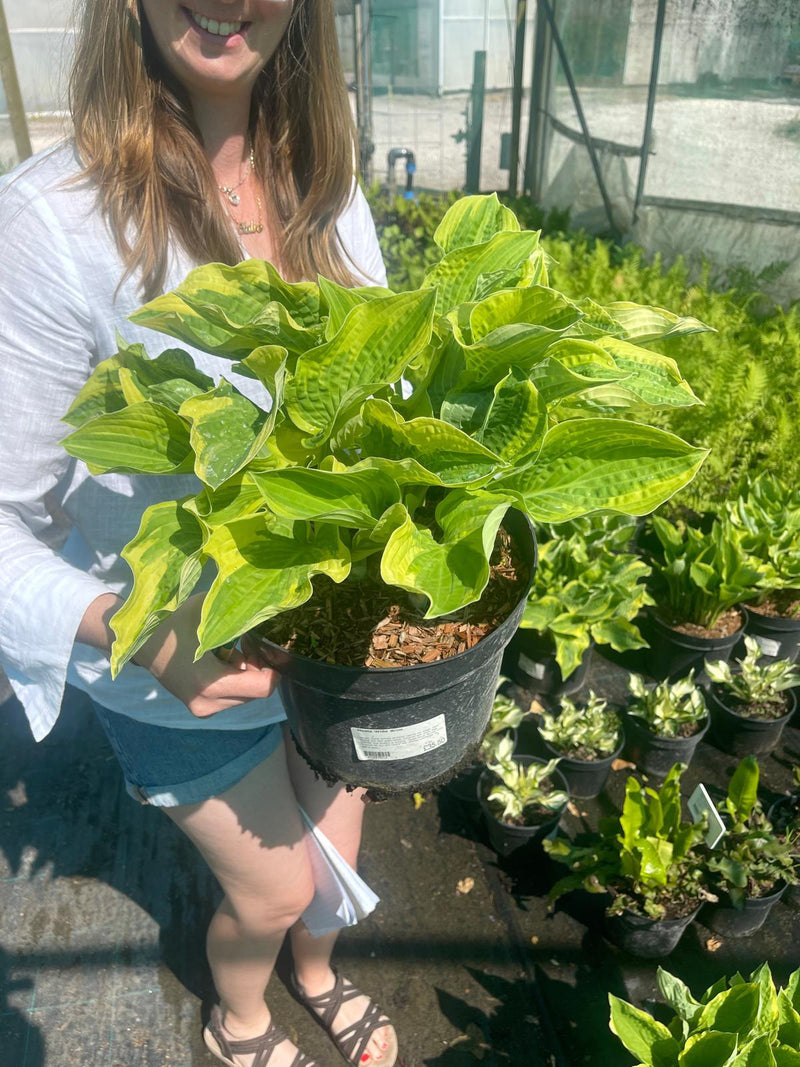 Hosta Wide Brim 7.5 Litre Pot
