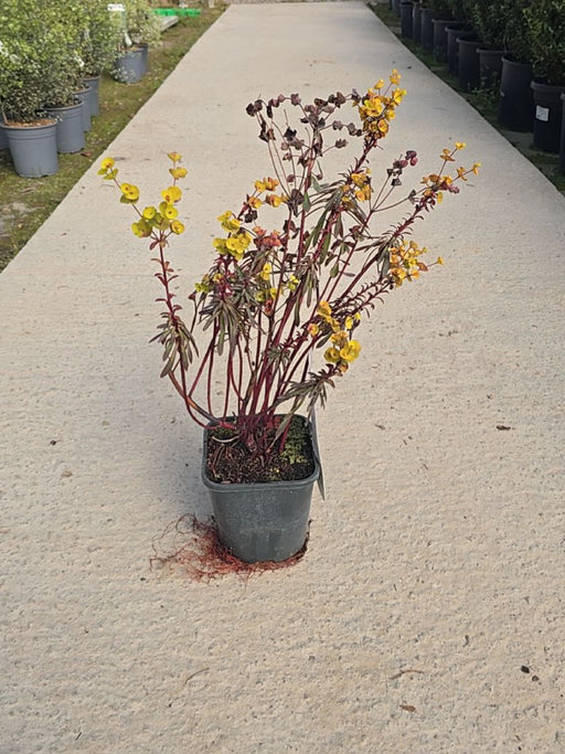 Euphorbia Minors Merlot 2 Litre Pot