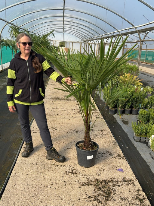 Trachycarpus Fortunei 18 Litre Pot
