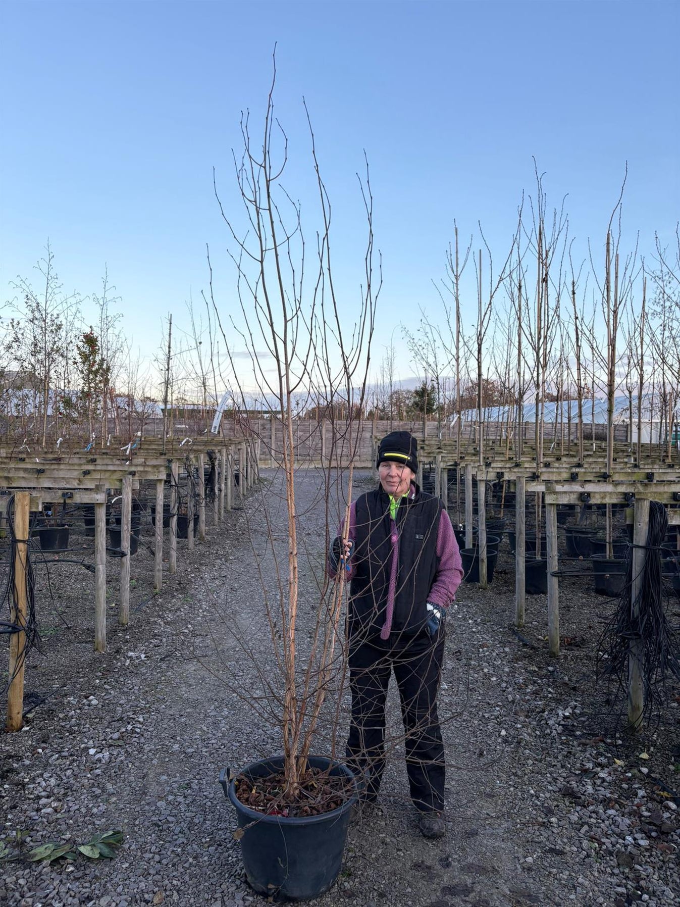Multi-Stem Trees & Shrubs for Sale | Grasslands Nursery