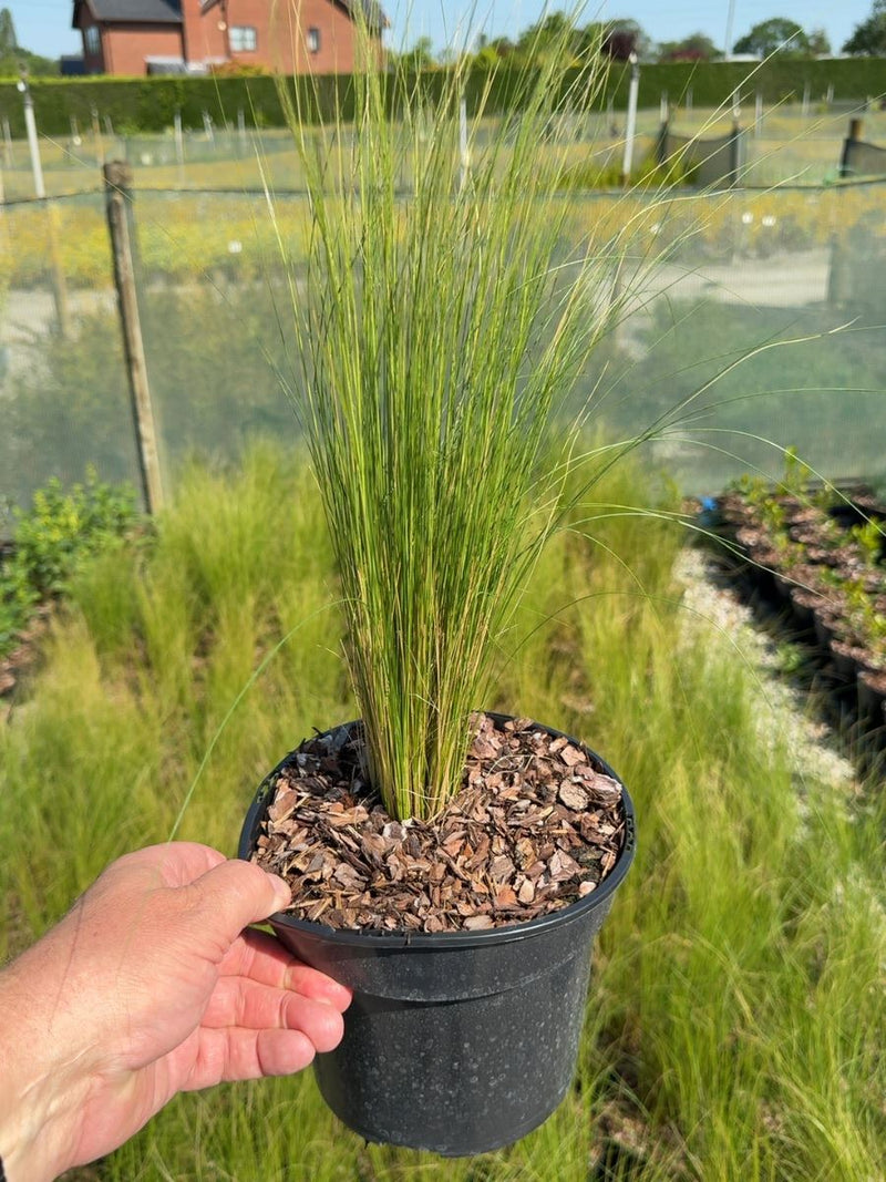 Stipa tenuissima 'Pony Tails' - Mexican Feather Grass 3 Litre Pot