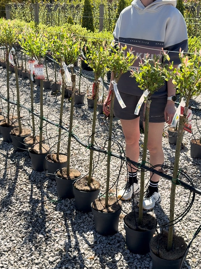 Salix integra Hakuro Nishiki Flamingo 4.5 Litre Pot 80cm Stem