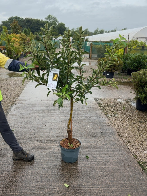 Apple Golden Delicious 10 Litre Goblet