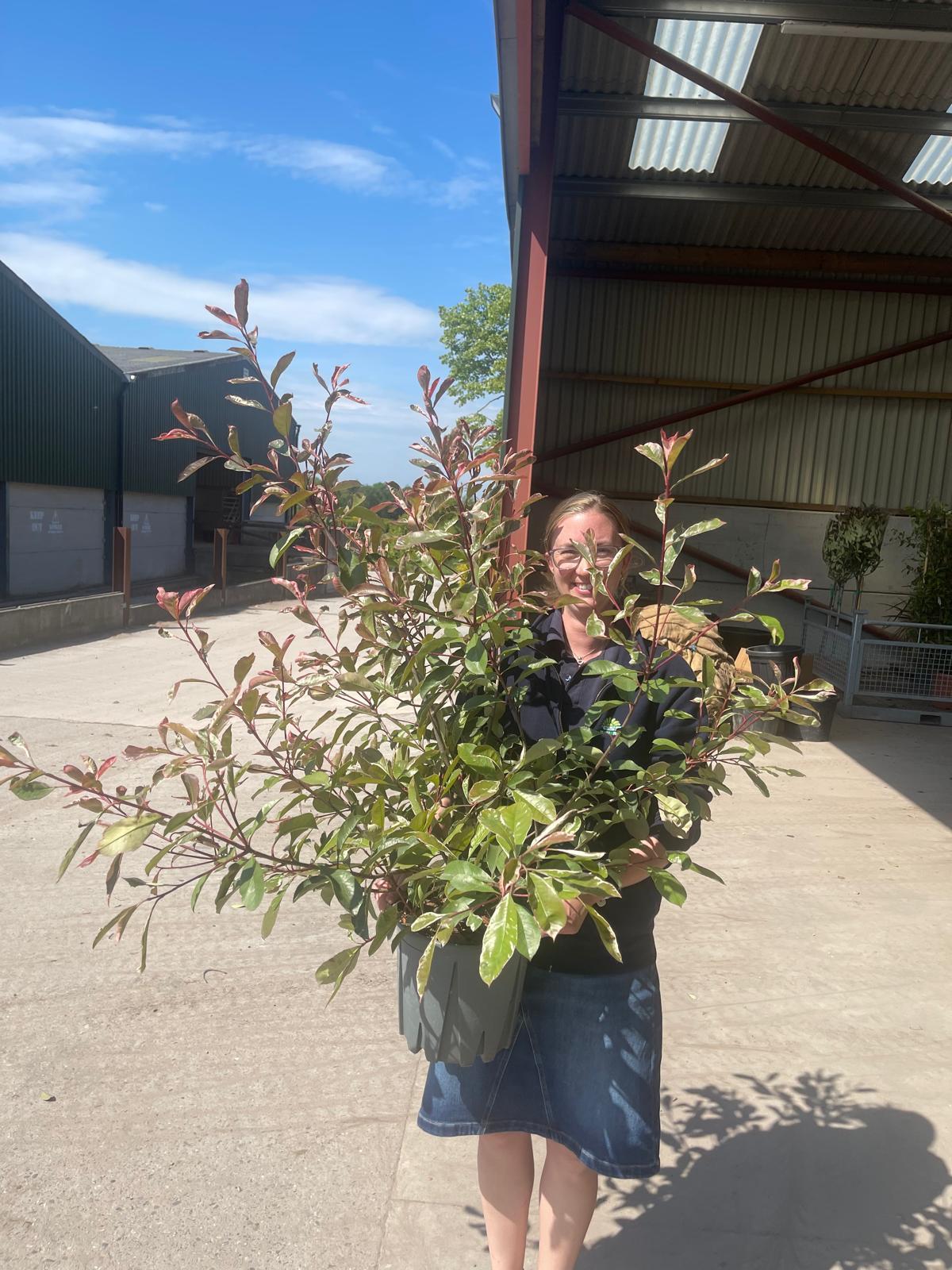 Photinia x fraseri Pink Marble 9 Litre Pot