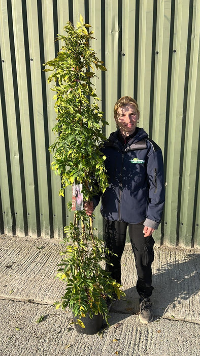 Wisteria Floribunda Rosea 10 Litre Pot