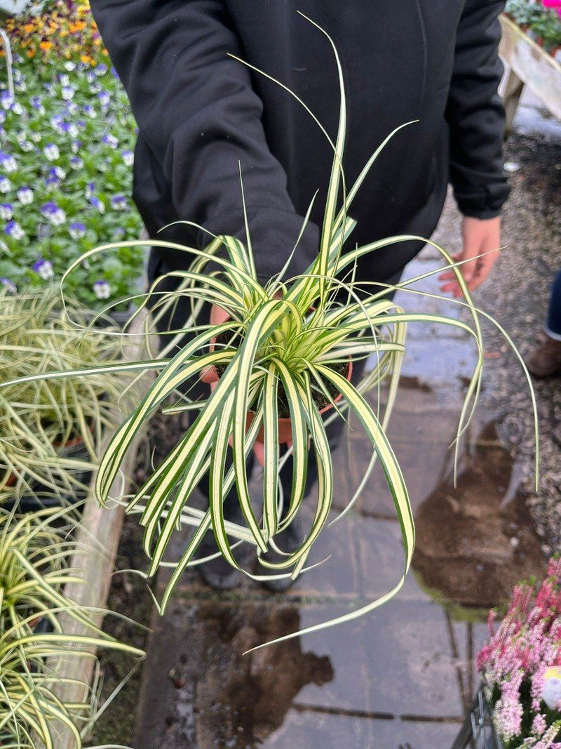 Carex Evergold 8cm Pot