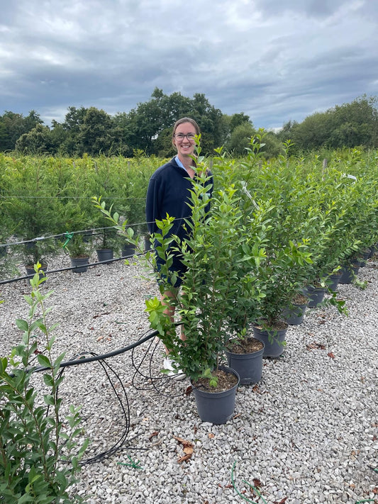 Green Privet 10 Litre 100-125cm