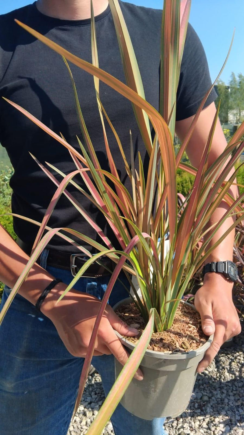 Phormium Jester 5 Litre Pot — Grasslands Nursery