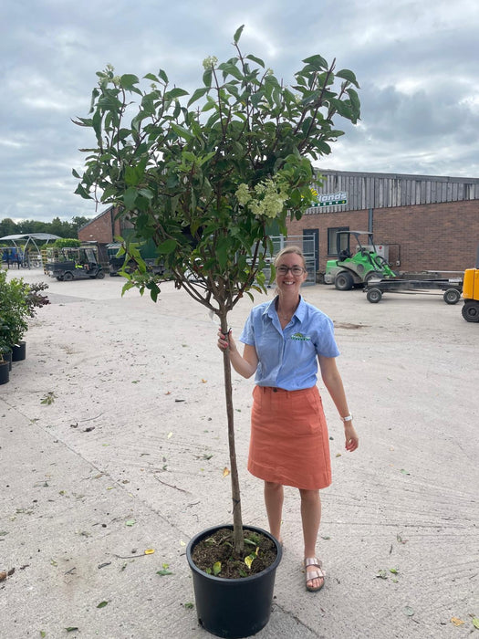 Hydrangea paniculata Vanille-Fraise 35 Litre Pot Half Standard