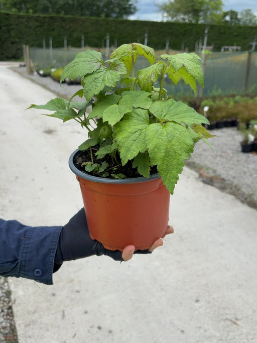 Anemone hyb. Honorine Jobert 2 Litre Pot