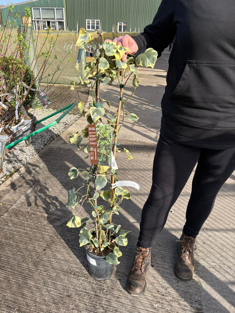 Hedera Dentata Variegata 4 Litre Pot