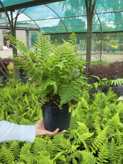 Dryopteris filix-mas - Male Fern 3 Litre Pot