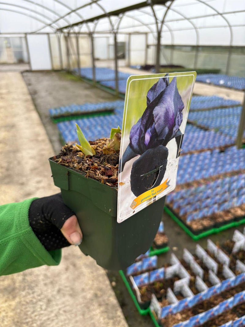 Iris Black Watch 11cm Pot