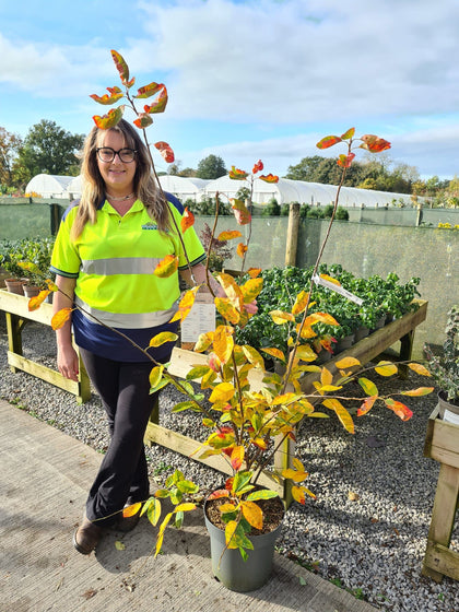 Amelanchier Lamarckii 12 Litre Pot 100/125cm Tall