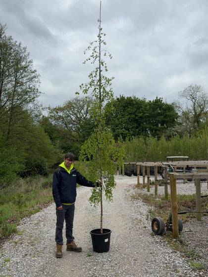 Betula Pen. Youngii Feathered 8-10cm Girth Pot Growing Ready-Pre-Order June