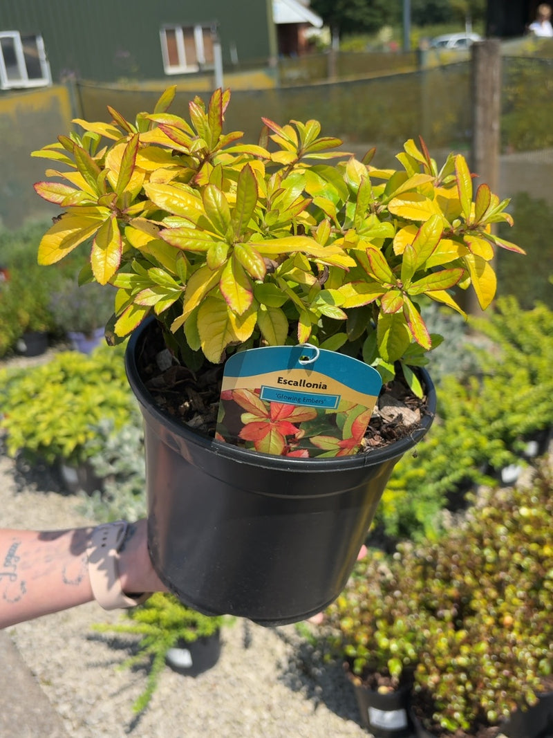 Escallonia Glowing Embers 3 Litre Pot