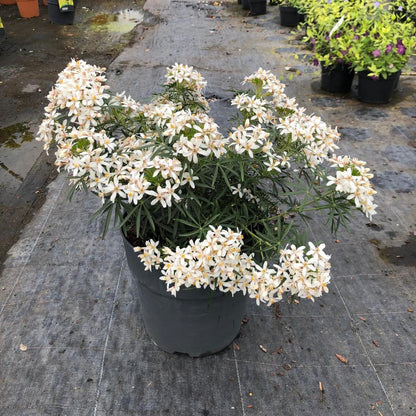 Choisya Ternata White Dazzler 10 Litre Pot