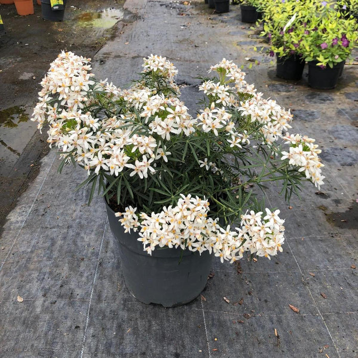 Choisya Ternata White Dazzler 10 Litre Pot
