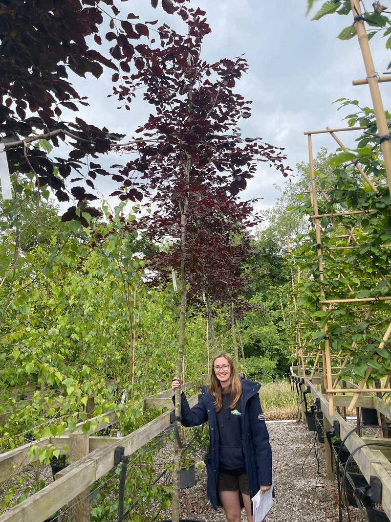 Fagus Sylvatica Atropunicea 10/12cm Girth Standard