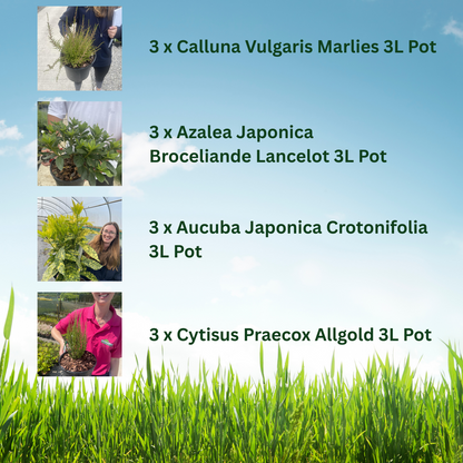 12 x Hardy Shrub Plants Border Pack