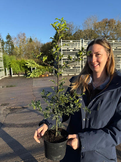 Holly Hedging - Ilex Aquifolium 2 Litre Pot 50-60cm