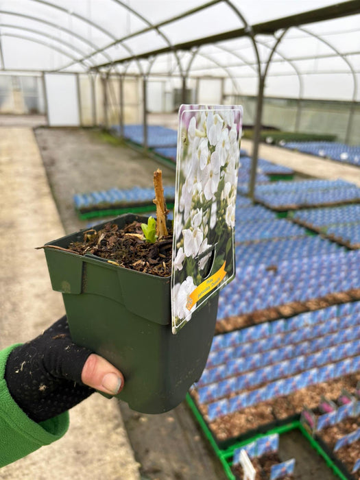 Phlox Danielle 11cm Pot