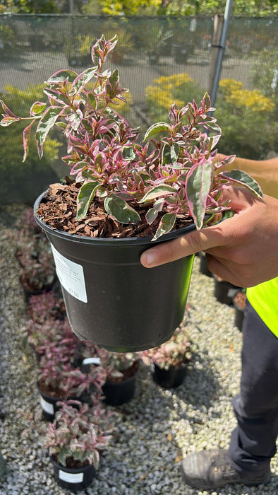 Fuchsia Tom West 3 Litre Pot