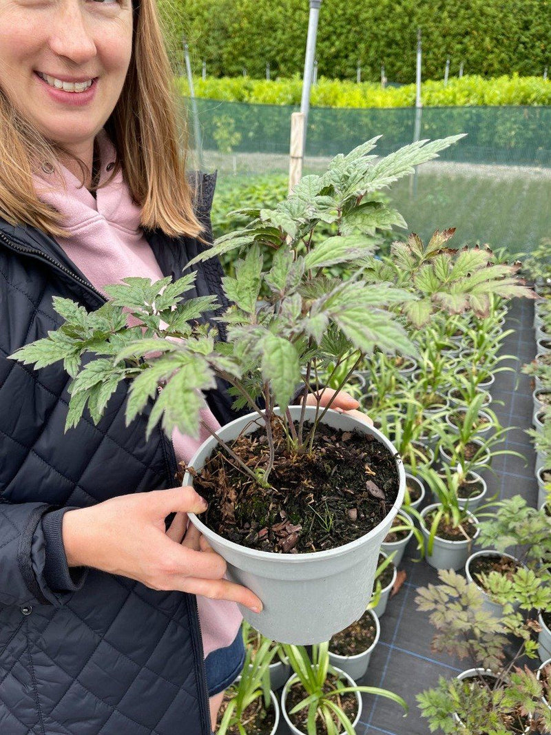 Cimicifuga (Actea) sim. White Pearl 2 Litre Pot
