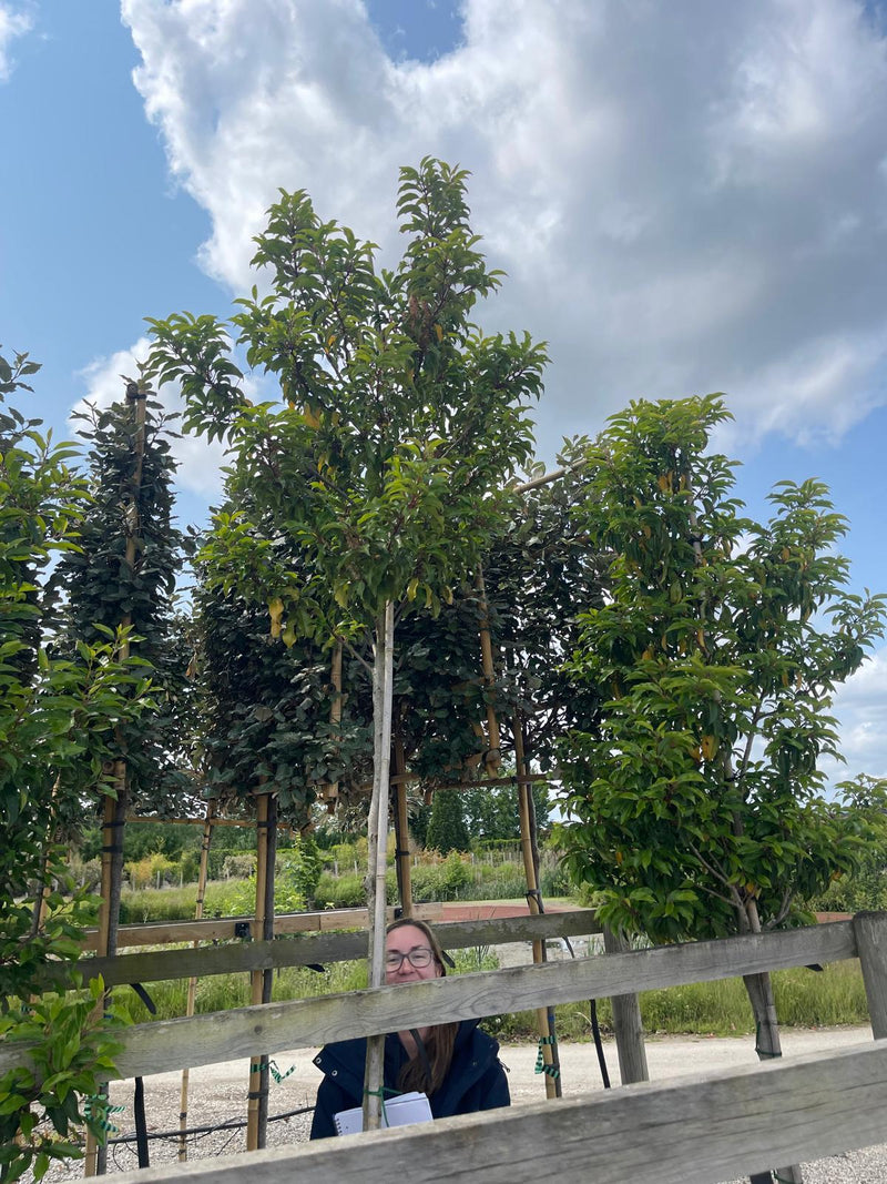 Prunus lusitanica Brenelia Standard 200 Stem Sell Off