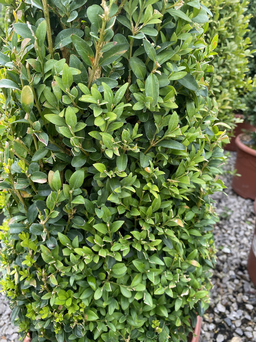 Buxus Cone Pot Grown 25 Litre 140/150cm