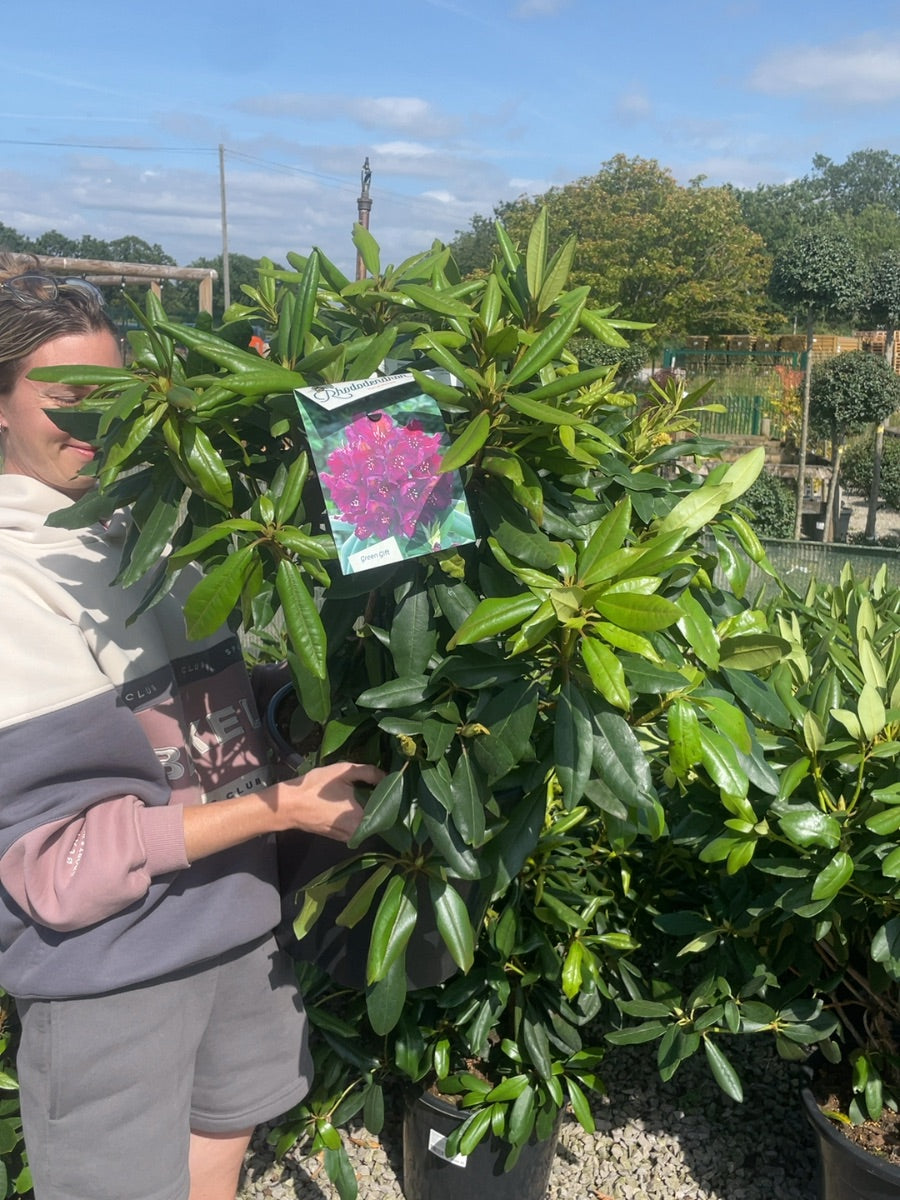 Rhododendron Hybrid Marcel Menard 20 Litre Pot